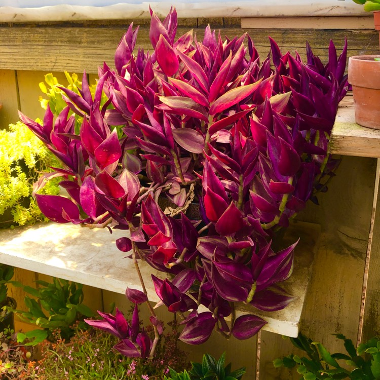 plant image 1512282 plant image 1512282