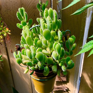 Cotyledon tomentosa