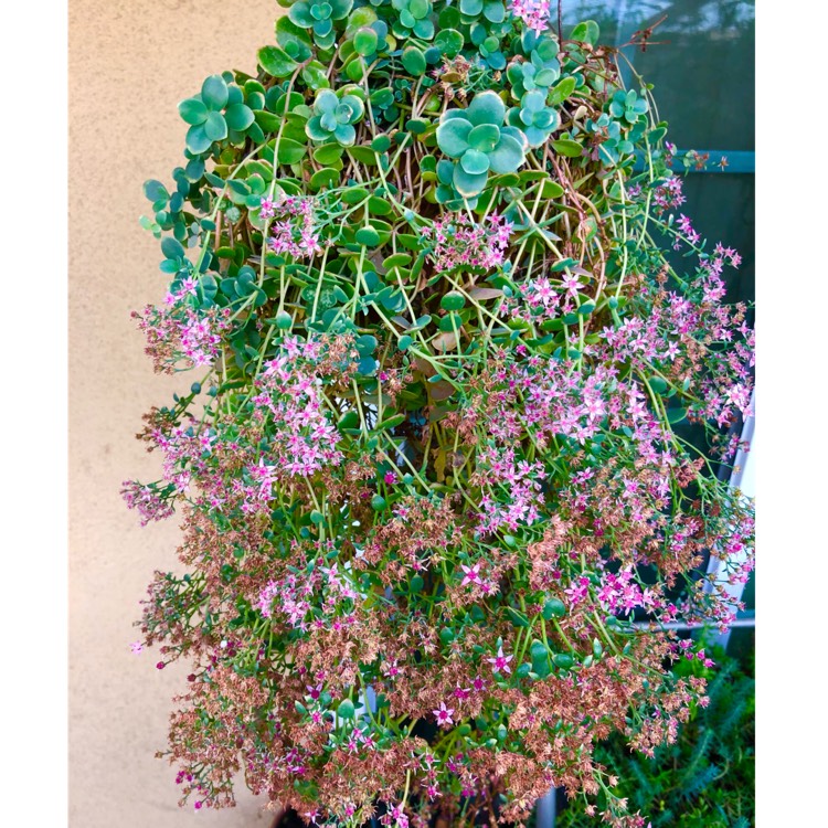 plant image 1529960