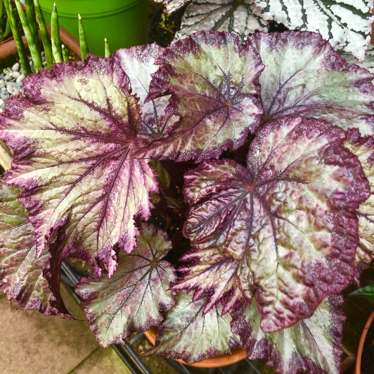plant image 1538802 plant image 1538802