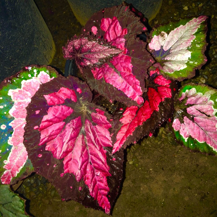 plant image 1538803 plant image 1538803