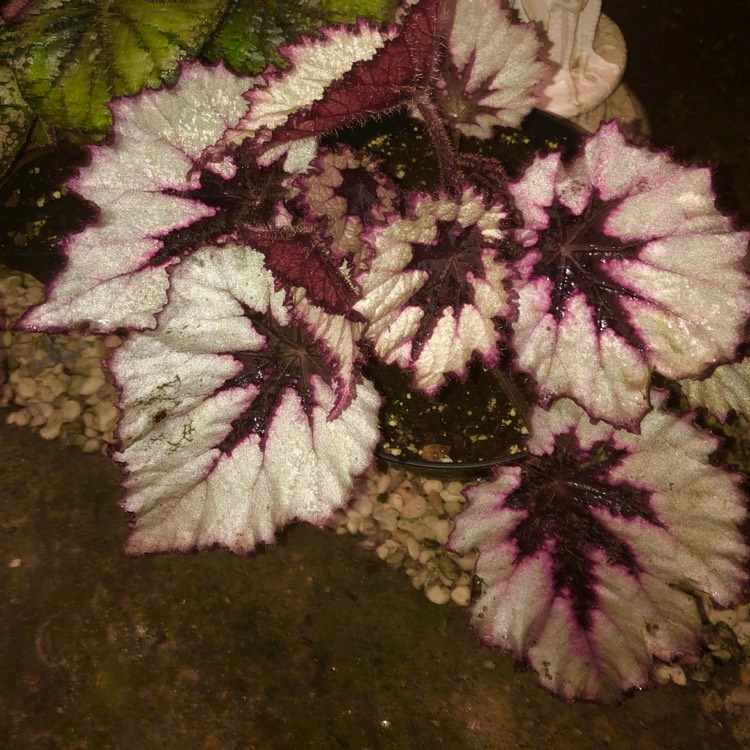 plant image 1538804 plant image 1538804