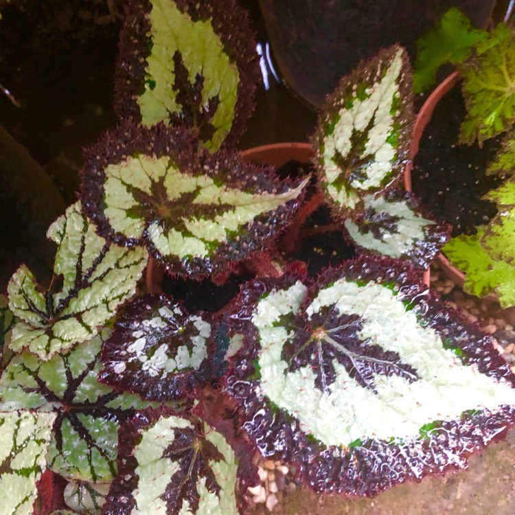 plant image 1538805 plant image 1538805