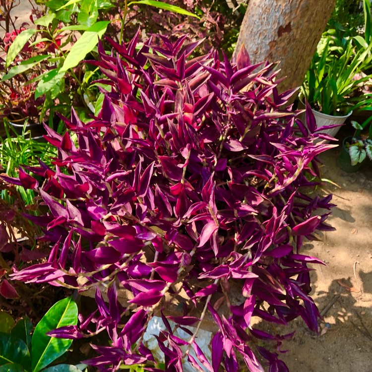 plant image 1541260