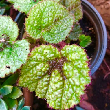 Begonia masoniana