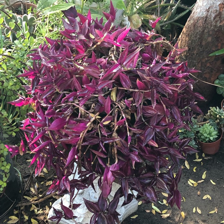 plant image 1549787
