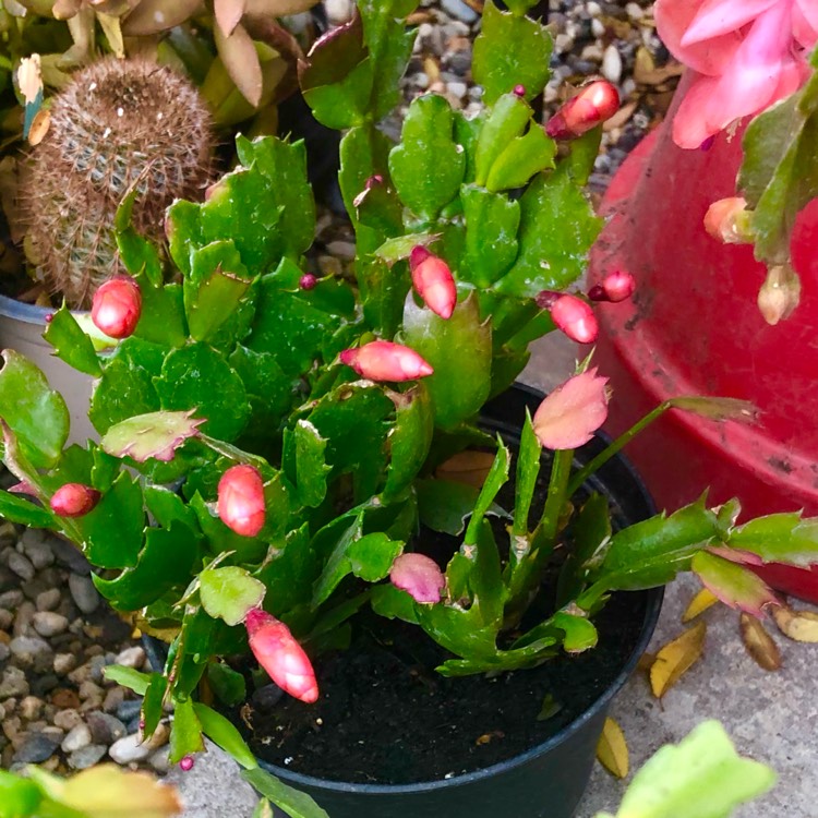 Plant image Schlumbergera truncata Rio Brazil