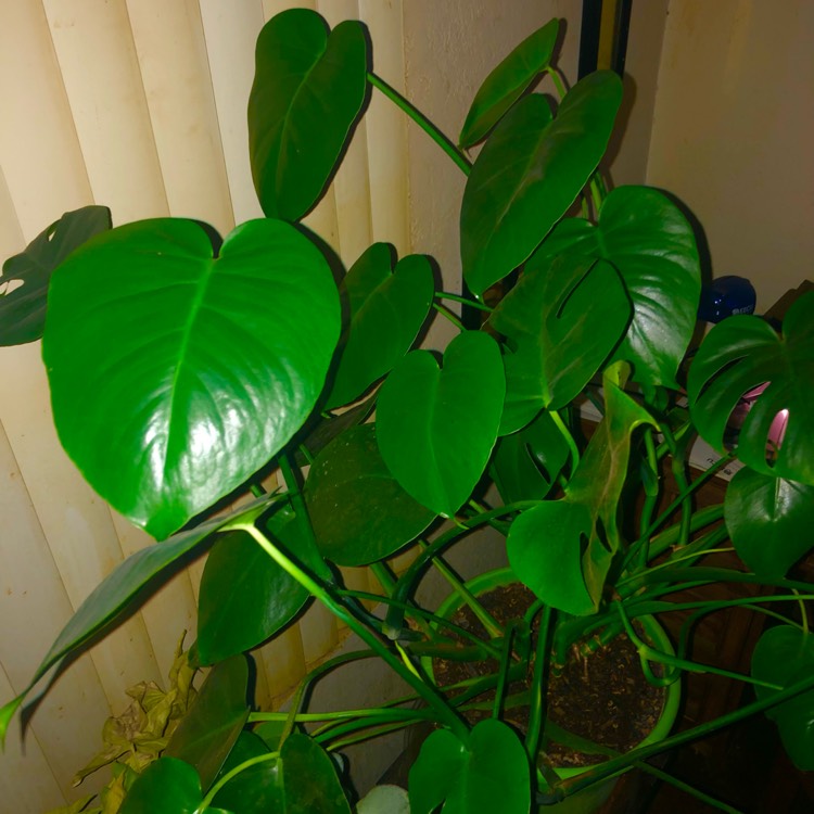 plant image 1555450 plant image 1555450