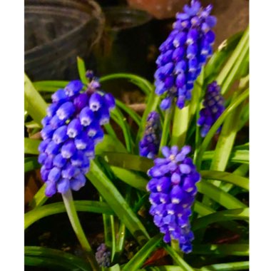 Muscari armeniacum