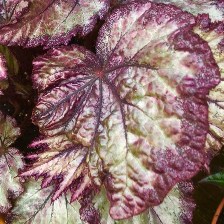plant image 1559458 plant image 1559458