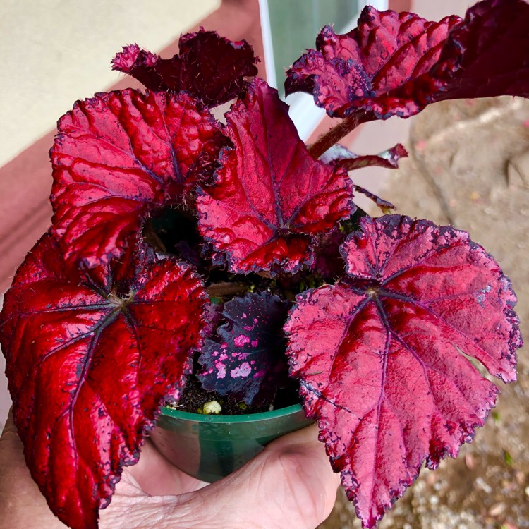plant image 1562779 plant image 1562779