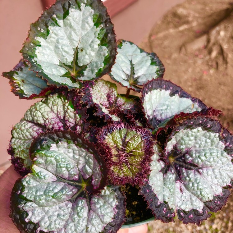 plant image 1562786 plant image 1562786