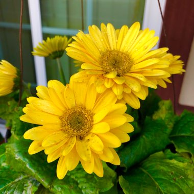 Gerbera