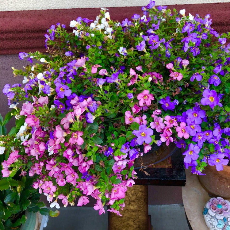 plant image 1562808 plant image 1562808