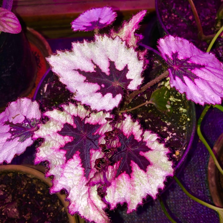 plant image 1563519 plant image 1563519