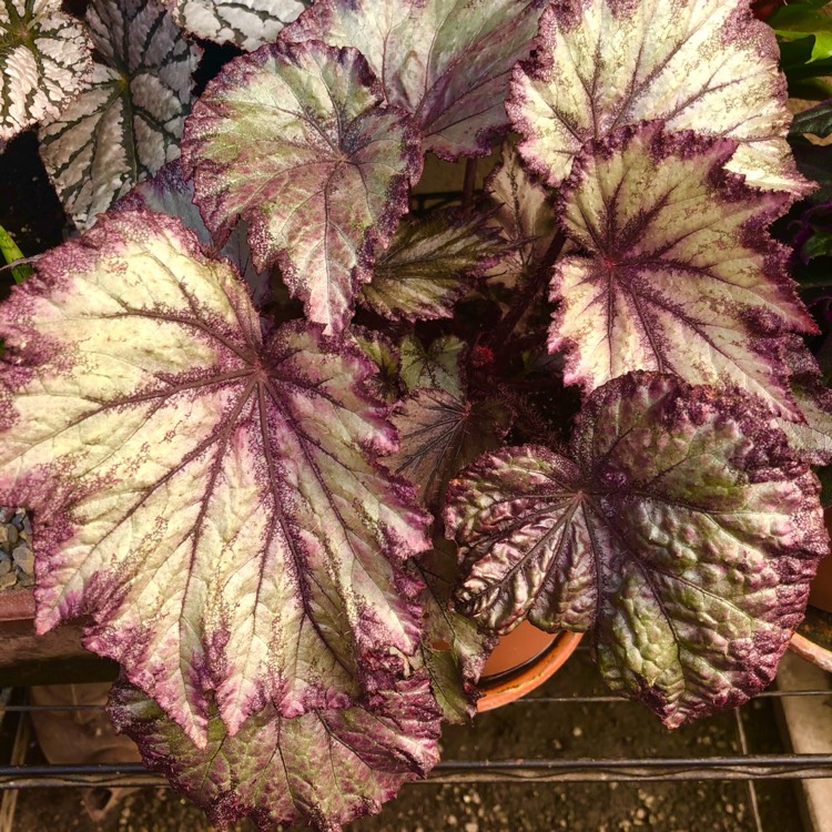 plant image 1563613 plant image 1563613