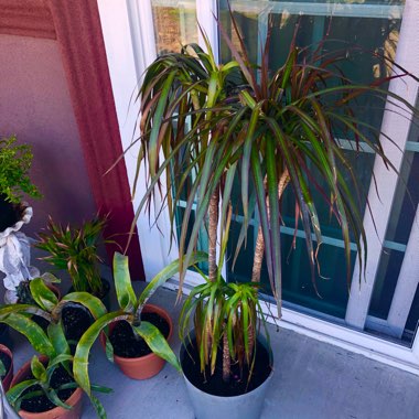 Dracaena marginata