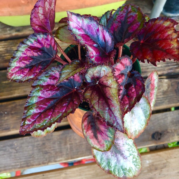 plant image 1565872