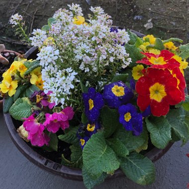 Primula