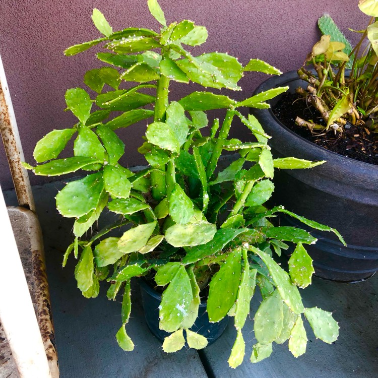 plant image 1566855 plant image 1566855