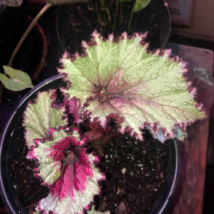 plant image 1567951 plant image 1567951