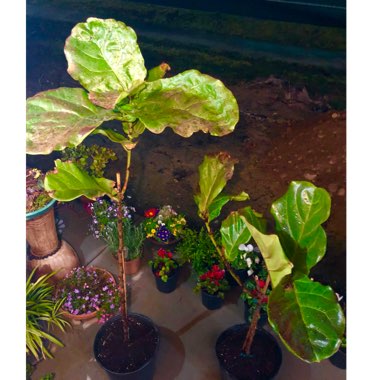 Ficus Lyrata Bambino