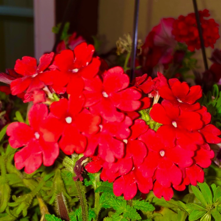 plant image 1569059