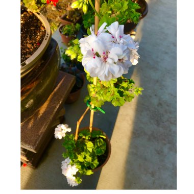 Pelargonium 'Patriot White' (Patriot Series)