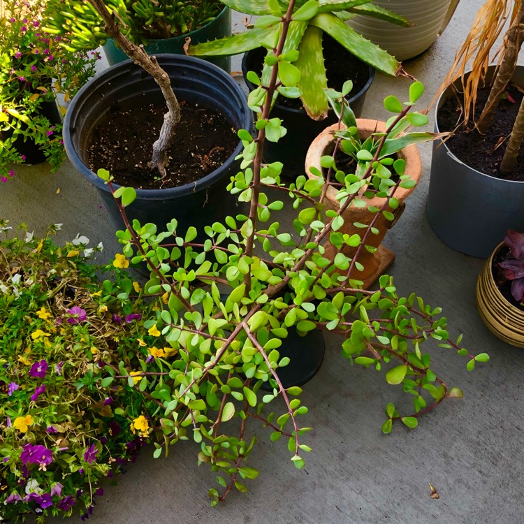 plant image 1573880
