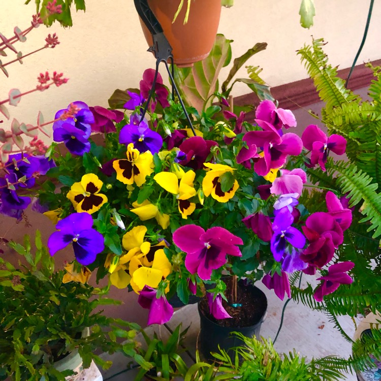 plant image 1574440