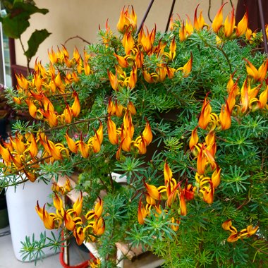 Lotus Vine Flashbulb Gold