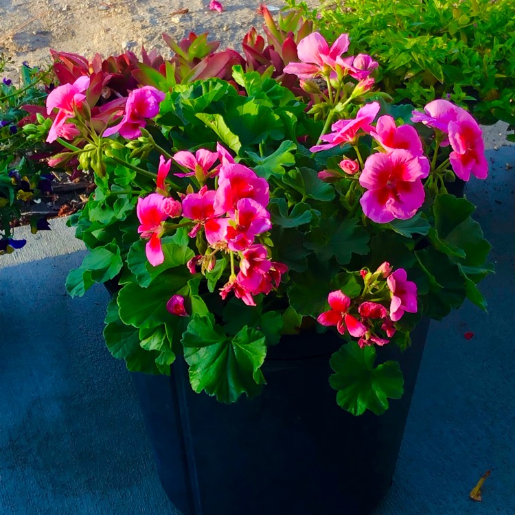 plant image 1576318
