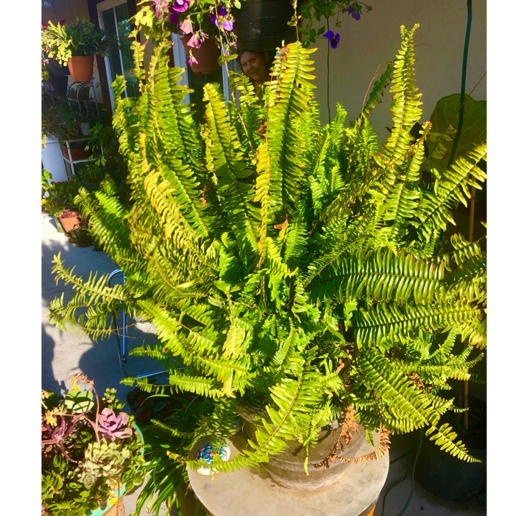 plant image 1577806 plant image 1577806