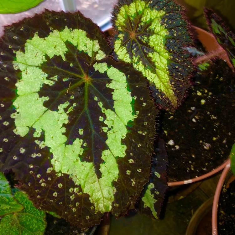 plant image 1586466 plant image 1586466