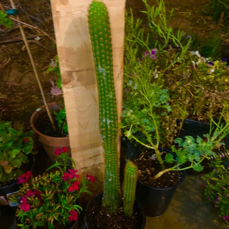 plant image 1589625