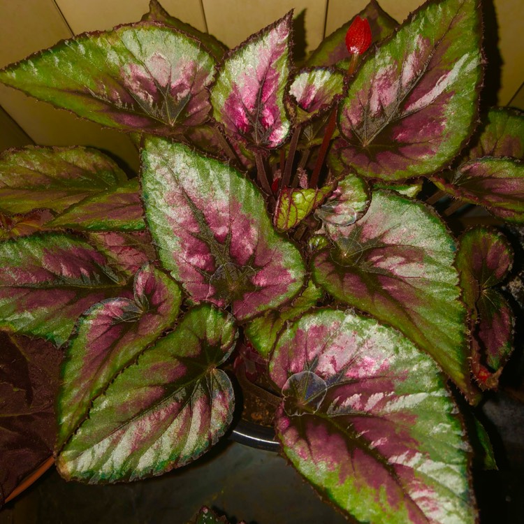 plant image 1594028