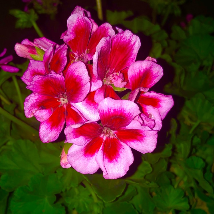 plant image 1594029