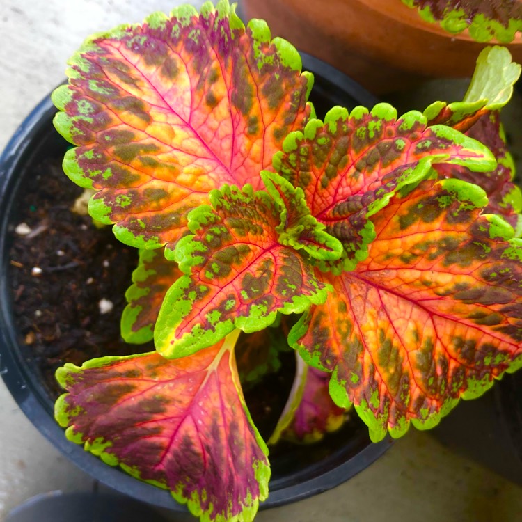 Plant image Solenostemon scutellarioides 'Pas2020' (Wizard Series) syn. Solenostemon scutellarioides 'Wizard Pastel'