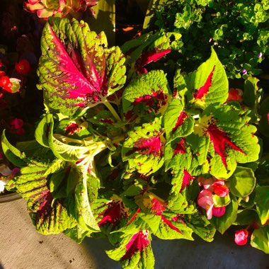 Solenostemon scutellarioides 'Kakegawa Ce10' (Stained Glassworks Series) syn. Solenostemon scutellarioides 'Burgundy Wedding Train'
