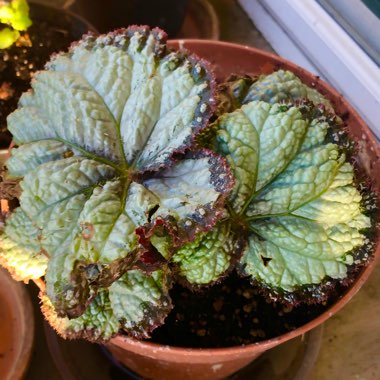 Begonia (Rex Cultorum Group)  syn. Begonia rex