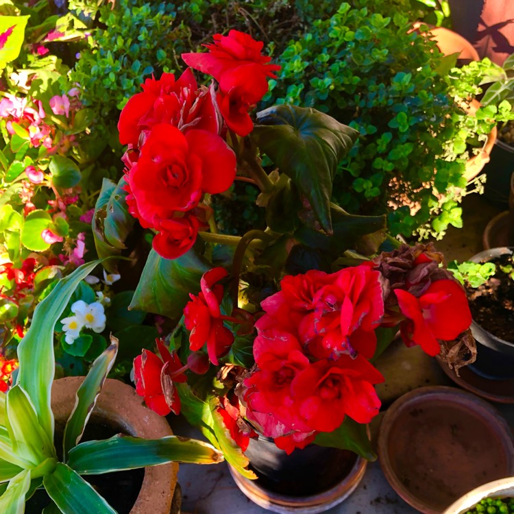 plant image 1607188