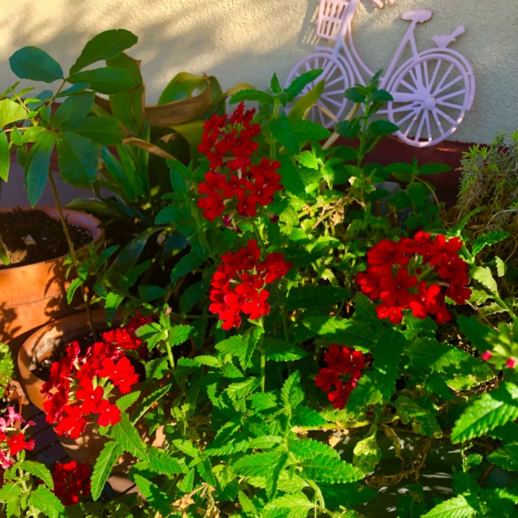 Plant image Verbena 'Magelana Red'
