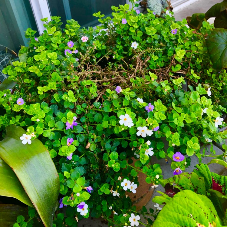 plant image 1609555 plant image 1609555