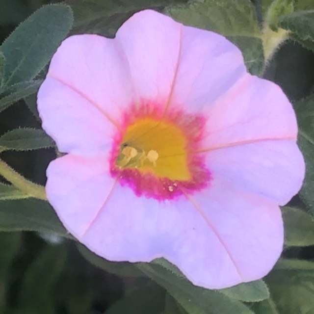 Plant image Calibrachoa 'Cabaret Pink Vein'