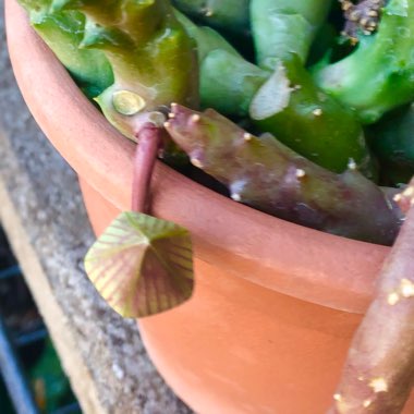 Orbea variegata