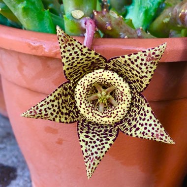 Orbea variegata