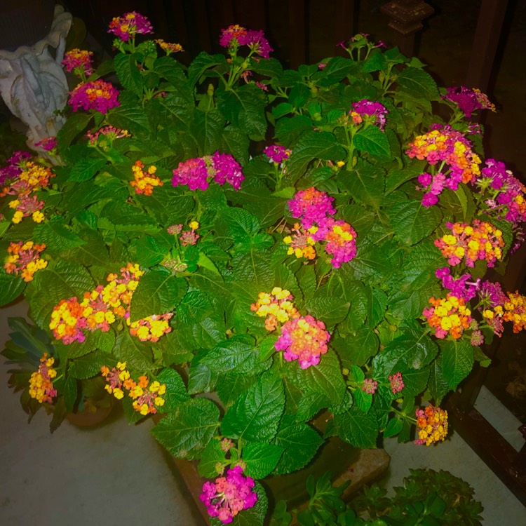 plant image 1631569 plant image 1631569