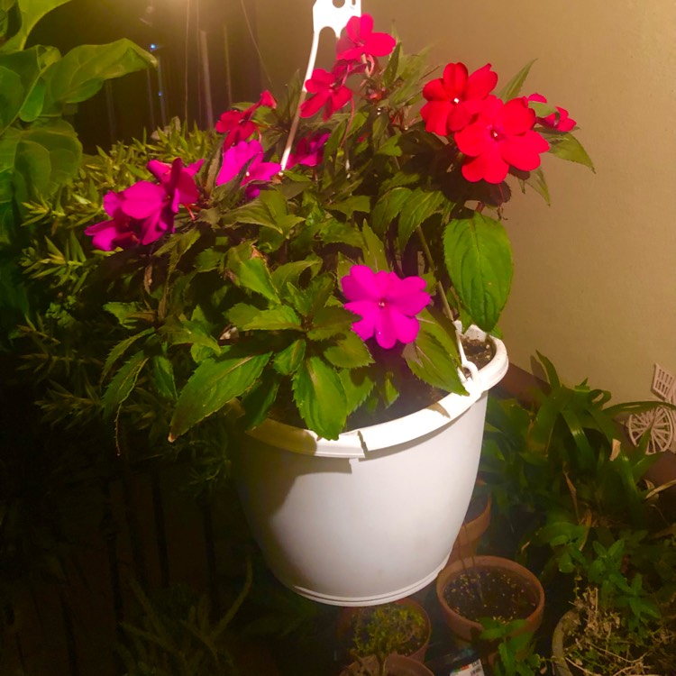 plant image 1631764