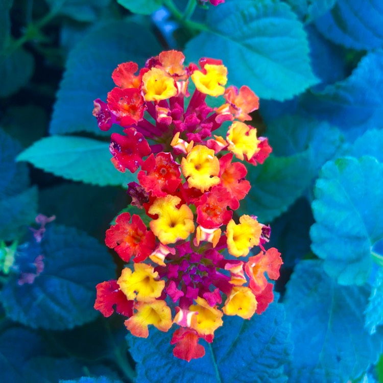 plant image 1634959 plant image 1634959