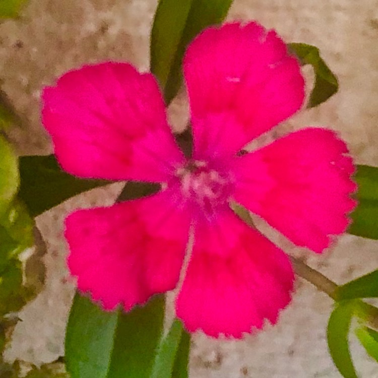 plant image 1637057